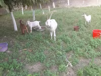 Koza, Alpine goat — zdjęcie 6