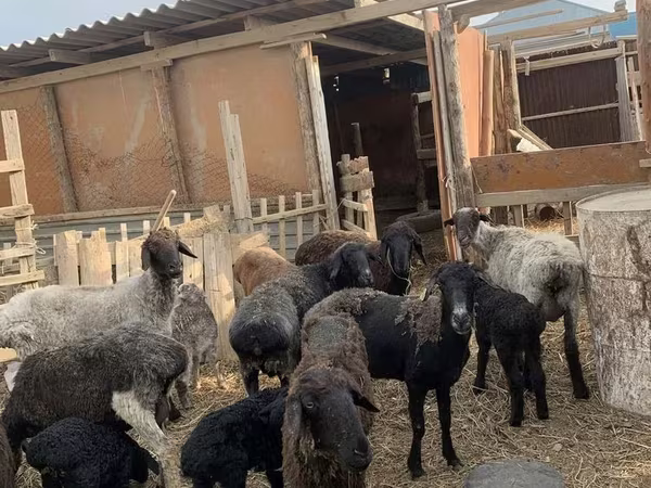 Biri-biri (lot, jantina tidak dinyatakan), Kazakh fat-tailed coarsewool sheep