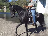 Kuda betina, Tennessee Walking Horse — foto 2