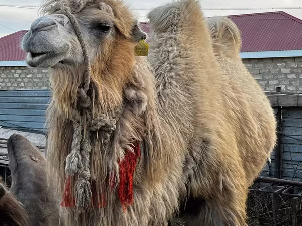 شتر نر, Kazakh Bactrian camel