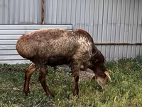 Montone, Rhon sheep — foto 4