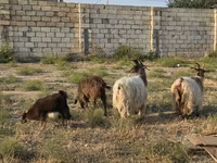 Koza, Kozy — foto 4