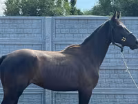 Hingst, Friesian sport horse — foto 3