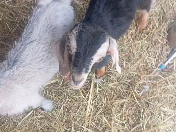 Kambing jantan, Nubian Goat