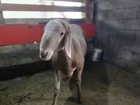 Cừu đực, Arashan sheep — ảnh 2