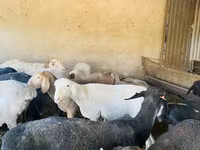 숫양, Arashan sheep — 사진 2