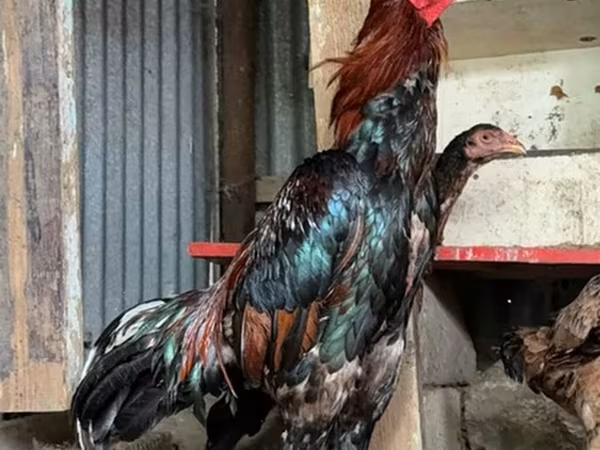 Chickens