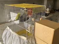 Təmiz qan Çex tutuquşuları satılır 🦜 Quşlar çox sağlam, aktiv və — zdjęcie 1