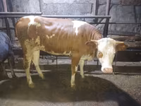 Mucca, Simmental cattle — foto 3