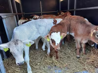 گاو نر, Simmental cattle — عکس 4
