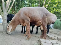 Beran, Arashan sheep — foto 2