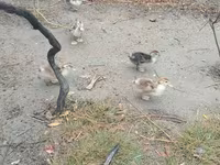 Ducks — Foto 3