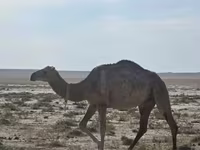 Geel (xirmo, jins lama sheegin), Anafi camel — sawirka 3