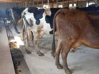 गाय, Swiss cattle — फ़ोटो 4