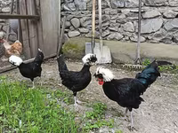 Sebright — foto 1
