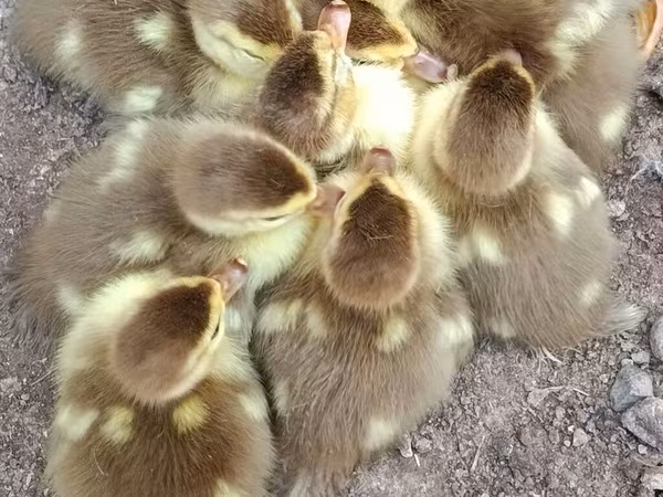 Ducks
