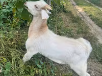 Billy Goat, Goats — photo 3