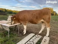 Lo’, Brown Latvian — sawirka 2