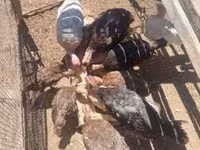Turkeys — zdjęcie 2