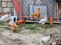 Chickens — ảnh 4