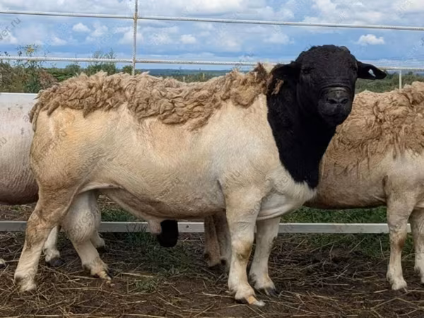 Berbec, Dorper sheep