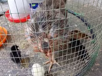 Chickens — sawirka 3