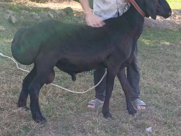 Beran, Blackheaded Persian sheep