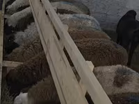 قوچ, Arashan sheep — عکس 1