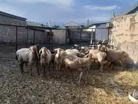 میش, Arashan sheep — عکس 7