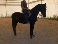 Toychoq, Hungarian horse breed — 3-rasm
