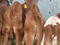 گاو و گوساله (گروه، جنسیت مشخص نشده), Simmental cattle — عکس 4