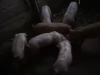 خوک ماده, Пьетрен — عکس 4