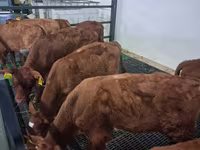 گاو نر, Simmental cattle — عکس 3