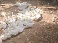 Německý pekin — foto 8