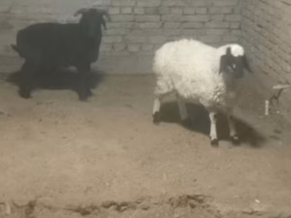 Domba (batch, jenis kelamin tidak disebutkan), Sheep