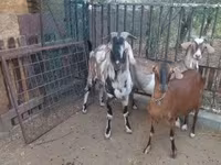 Jarac, Nubian Goat — fotografija 3