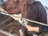 گاو نر, Simmental cattle — عکس 5