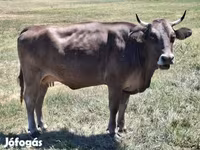 Үнээ, Унгарын саарал үүлдэр — 3 зураг