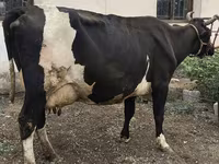 Krava, Russian Black pied cattle — fotografija 8