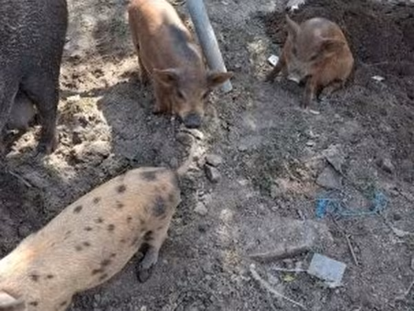 Säue, Дюрок