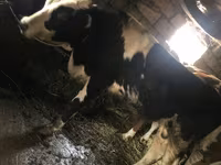 ثور, Russian Black pied cattle — الصورة 3