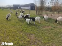 แกะตัวผู้, Dorper sheep — รูปภาพ 5