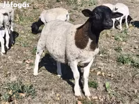 雄羊, Dorper sheep — 写真 4