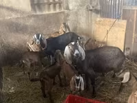بز (گروه، جنسیت مشخص نشده), بز — عکس 1