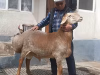 Montone, Arashan sheep — foto 2