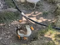 Ducks — عکس 4