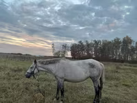 Iapă, Horse breed — foto 1