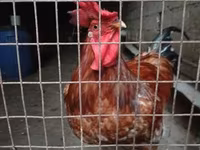 Chickens — fotografija 2