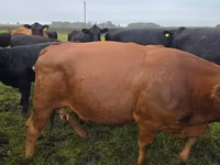 Vaca, Aberdeen-Angus — foto 6