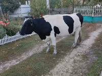 Krava, Russian Black pied cattle — foto 2